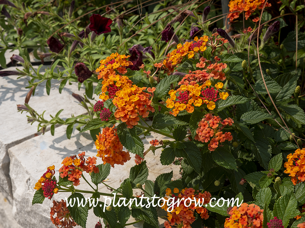 Lantana  Luscious  Marmalade